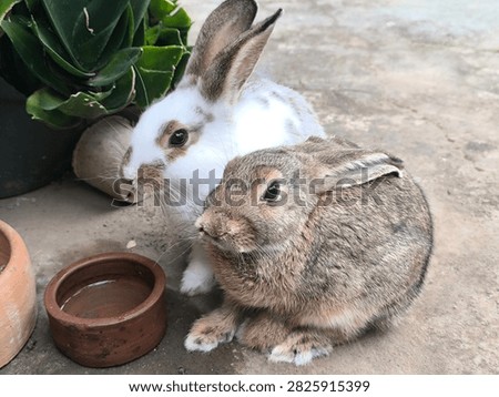 A heartwarming scene featuring two rabbits together: one a fluffy white rabbit with brown patches, and the other a solid light-brown rabbit, resting near a small clay water bowl in a garden setting. Beside them is a lush green succulent in a pot, adding a vibrant touch of nature to the frame. The composition captures the bond between the two animals as they sit peacefully on a concrete surface. This image is ideal for educational materials about rabbit care, pet lifestyle blogs, or articles on small animal companionship. The contrast between the two rabbits and the greenery creates a balanced and visually appealing shot, emphasizing domestic animal harmony and the joy of keeping pets in a natural, open-air, garden environment