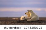 A heartwarming shot of three cute fluffy white polar bears watching the sunset on sandy ground in Kaktovik, Alaska