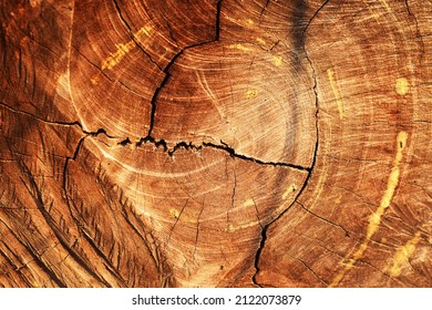 Heartwood pattern pattern for background applications.