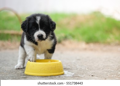 Heat Stroke In Baby Dog.Black And White Dog Drinking Water In Yellow Bowl On Concrete Road.