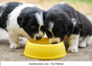 Heat Stroke In Baby Dog.Black And White Dog Drinking Water In Yellow Bowl On Concrete Road.