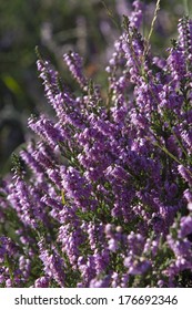 Heath In Flower. New Forest National Park, England, UK.