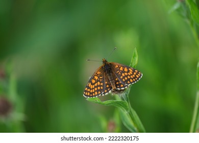 Heath Fritillary butterfly in nature on a green leaf, natural nackground