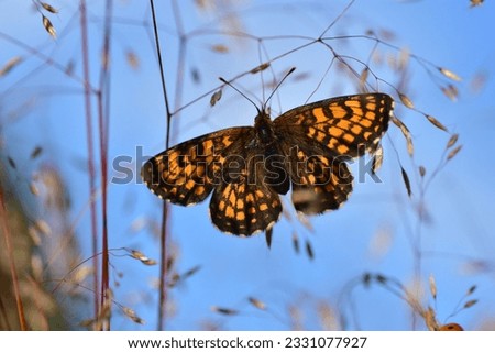 The heath fritillary ( Melitaea athalia )  butterfly dark brown with the orange-brown spots. Butterfly on a common bent on the blue background. Top dorsal view. Spread wings. Macro. Selective focus.