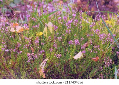 Heath is grows abundantly on moorland and heathland. Purple-flowered heather is growing in rustic garden. Close up.