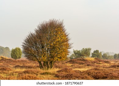 Heath Landscape With Saskatoon Tree And Juniper In Fall Season - Drenthe, Netherlands.