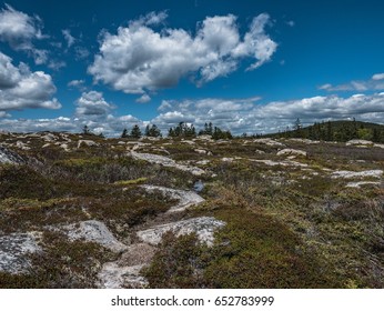 Heath On Little Moose Island, Acadia National Park