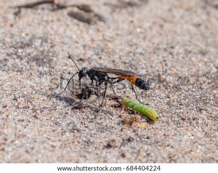 Heath Sand Wasp (Ammophila pubescens) with larva grub prey to stock its burrow