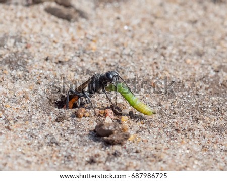 Heath Sand Wasp (Ammophila pubescens) pulling larva grub prey into its sandy burrow to stock for food
