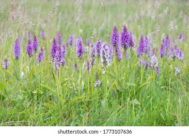 Heath spotted-orchids or moorland spotted orchids (Dactylorhiza maculata), Emsland, Lower Saxony, Germany