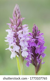 Heath spotted-orchids or moorland spotted orchids (Dactylorhiza maculata), Emsland, Lower Saxony, Germany
