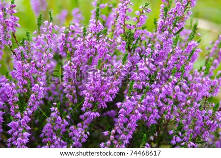 Heather