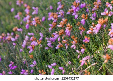 Heather In Autumn For Desktop Background