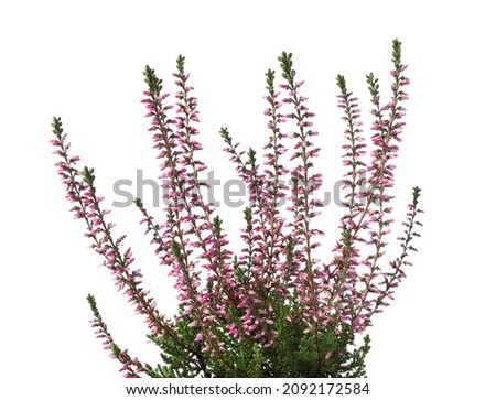 Heather with beautiful flowers on white background