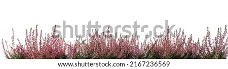 Heather with beautiful flowers on white background. Banner design