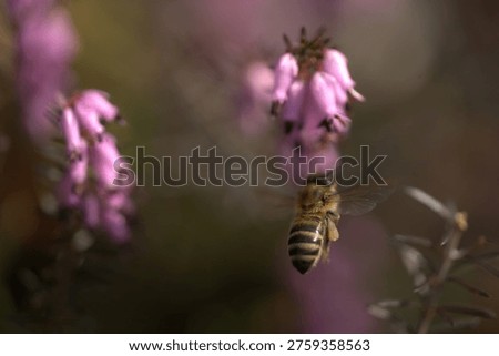Heather with a Bee Upclose
