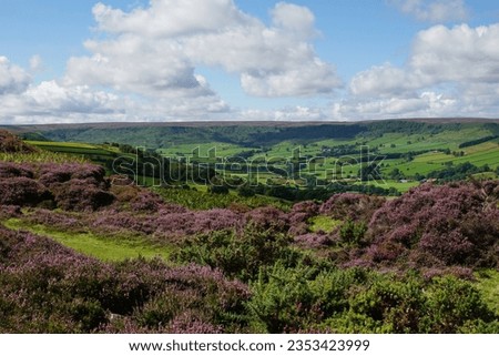 Heather in BloomGlaisdale Moor, Glaisdale, North York Moors, North Yorkshire, England