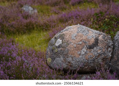 Heather blooming in Skåne. Hills and valleys covered in heather.  Scenic landscape in Degeberga, Sweden. Perfect summer backdrop for stories about nature, environment, hiking, and vacation. - Powered by Shutterstock