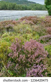 Heather - Calluna Vulgaris 
Loch Gamhna, Strathspey, Scotland