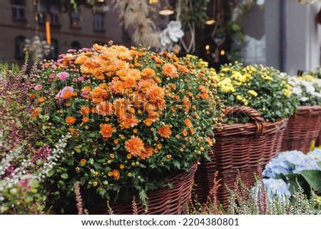 Heather, chrysanthemum, hydrangea and other autumn flowers in pots in flower shop. Halloween and Thanksgiving fall season decoration with flowers in trendy rattan baskets