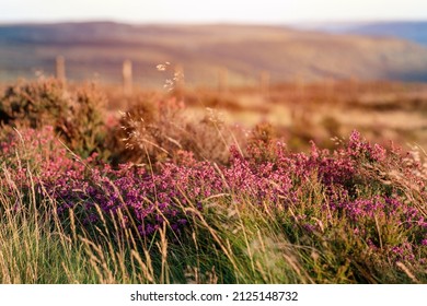 Heather Field In The Peak District At Sunset  In Simmer Day