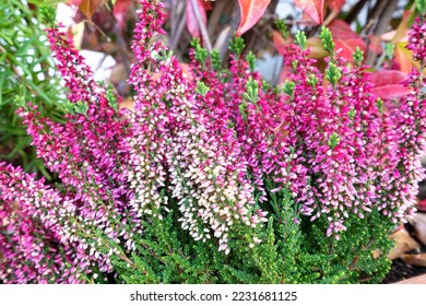 Heather flower, commonly called Scotch Heather, is a small, woody perennial in the Ericaceae family. Its flowers, which bloom from mid-summer to early fall, are usually mauve, purple, or white. - Powered by Shutterstock