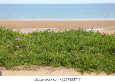 heather flower growing on the sand by the sea with Mediterranean climate in summer - Shutterstock ID 2267353747