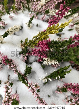 Heather flower in winter under snow