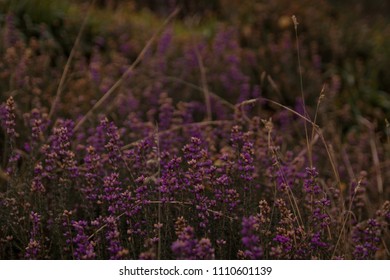 Heather Flowers In Bloom In The Cairngorms National Park In Northern Scotland United Kingdom. 