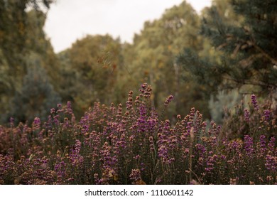 Heather Flowers In Bloom In The Cairngorms National Park In Northern Scotland United Kingdom. 