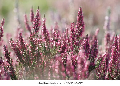 Heather Flowers Blossom In August 