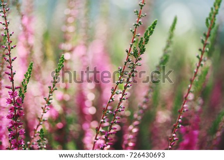 Similar – Image, Stock Photo pink flowers of calluna vulgaris in a field at sunset