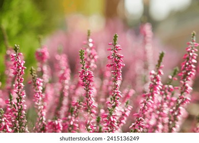 Heather flowers. Bright natural defocused background.	                             - Powered by Shutterstock