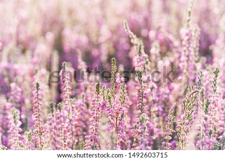 Similar – Image, Stock Photo pink flowers of calluna vulgaris in a field at sunset