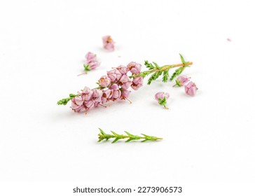 heather flowers isolated on white background. healing herbs - Powered by Shutterstock