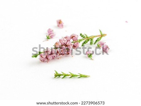 heather flowers isolated on white background. healing herbs