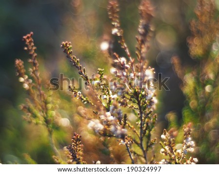 Similar – rosa Blüten von calluna vulgaris auf einem Feld bei Sonnenuntergang