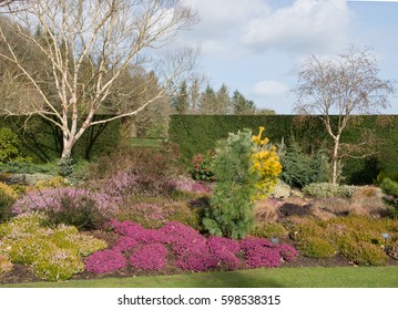 Heather Garden In Early Spring Part Of A Country Cottage Garden In Rural Devon, England, UK