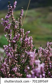 Heather In Glencoe, Scotland