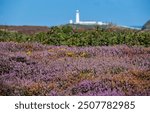 Heather and Gorse out at the Range Anglesey North Wales