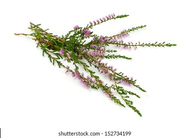 Purple Heather Flowers Isolated On White Stock Photo (Edit Now) 1006477309