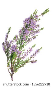 heather with lilac flowers isolated on white background