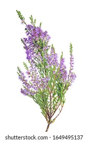 heather with lilac flowers isolated on white background