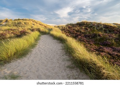 Heather At Råbjerg Mile, Denmark