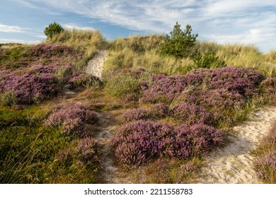 Heather At Råbjerg Mile, Denmark