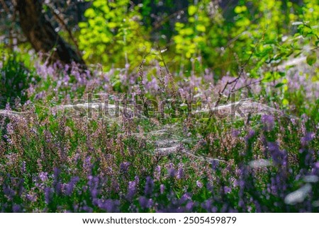 Similar – #A# Purple Way Environment