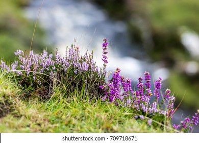 Heather In Moorland Of Highlands, Scotland, UK