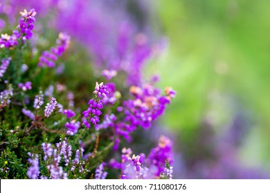 Heather In Moorland Of Highlands, Scotland, UK