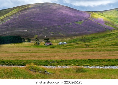 Heather On The Hills, Garbole, Scotland