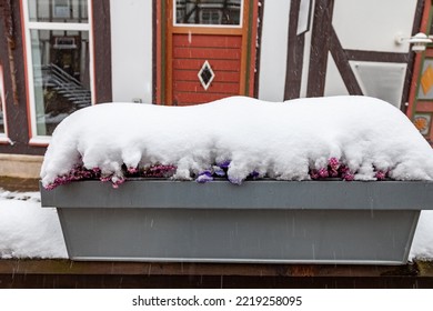 Heather And Pansy Violets Covered With Snow In A Flower Pot Outdoors In The Spring